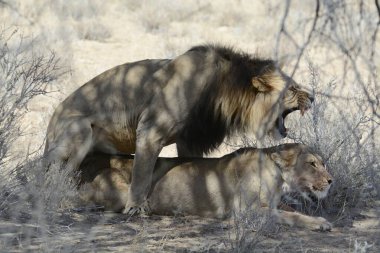 Etoşa 'da aslan ve aslan, Namibya' da park