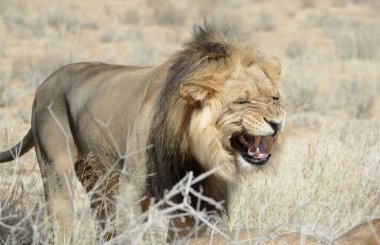 Güney Afrika 'daki Kruger Ulusal Parkı' nda aslan var.