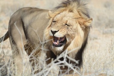 Afrika 'nın savanındaki bir aslan, Kenya' daki Afrika ve büyük, güzel bir vahşi.