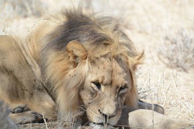 Namibya 'da aslan (panthera leo) erkek aslan