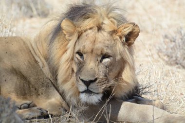 Etoşa Ulusal Parkı, Namibya 'da aslan