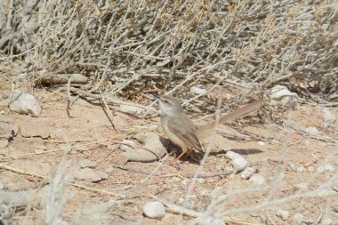 Çölde güzel bir kuş