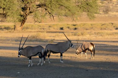 Çöldeki vahşi at sürüsü, Afrika savanı.