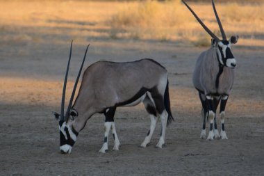 Zebra çölde otluyor.