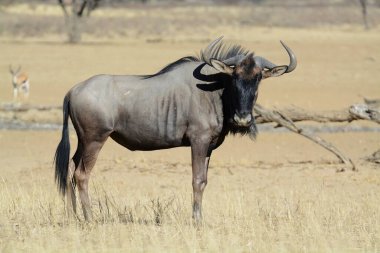 Kenya ovasında çimlerin üzerinde yürüyen siyah bir bufalo.