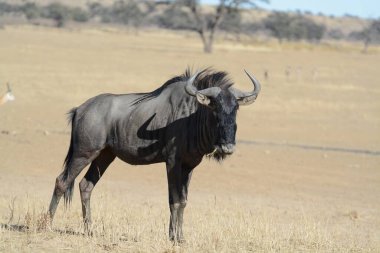 Siyah bufalo, Güney Afrika