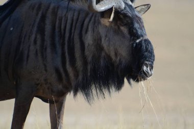Çölde büyük siyah bir boğa.