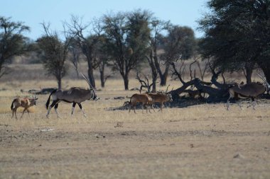 Çölde vahşi antilop sürüsü