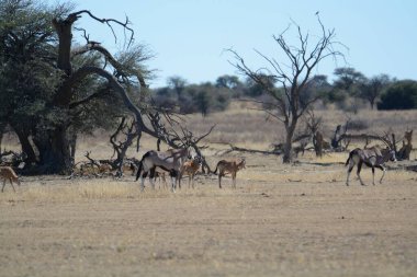 du du du du du du, du du du du 'nun en büyük türü du cardu les du - antilop