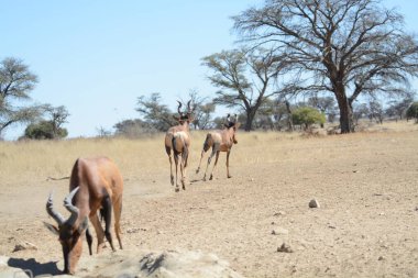 savana vahşi hayvanlar