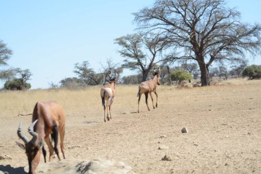 Afrika savanındaki vahşi hayvanlar.