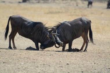 Kenya bozkırlarında vahşi antiloplar