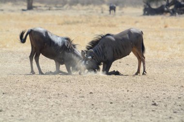 Vahşi Batı 'daki Kenya bozkırında zebralar