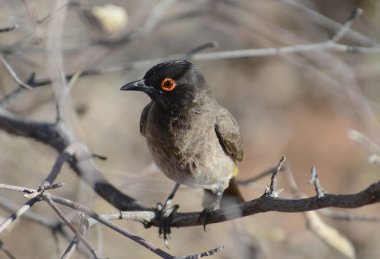 Bir ağacın dalında bir kuş oturuyor.