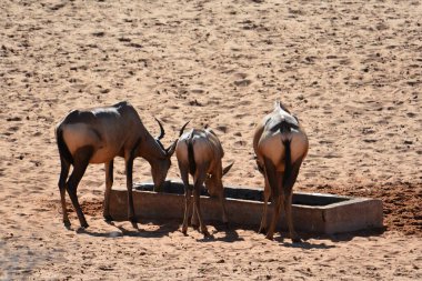 Çölde deve sürüsü vardır.