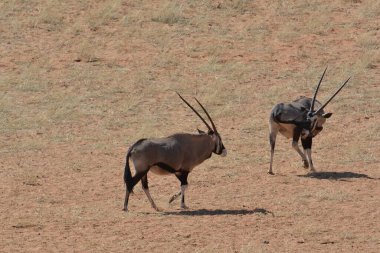 Kenya çölünde bir Afrika antilobu.