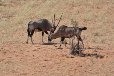Afrika savanındaki vahşi hayvanlar.