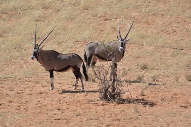 İki antilop çimlerin üzerinde duruyor..