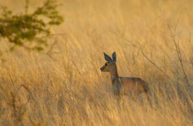 kırmızı geyik (cervus elaphus), erkek.