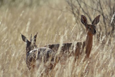 vahşi Kızıl geyik