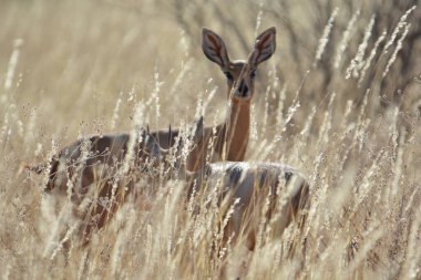 tarladaki kırmızı geyik