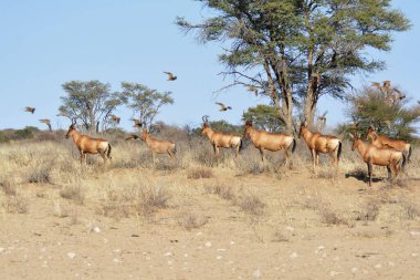Afrika bozkırlarında vahşi geyikler