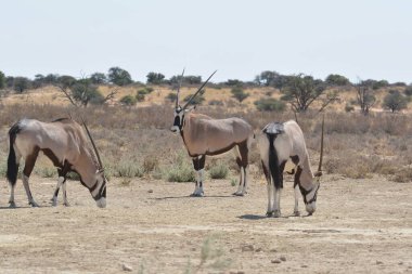 Zebralar Savannah grubu