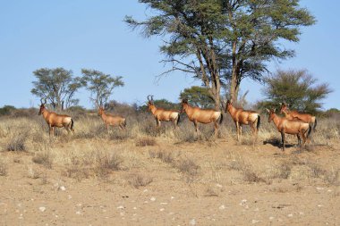 savana vahşi hayvanlar