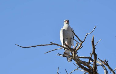 Beyaz leylek (ciconia ciconia) bir ağaçta