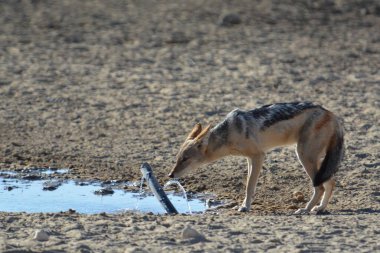 Sudaki su birikintisinde bir yaban domuzu