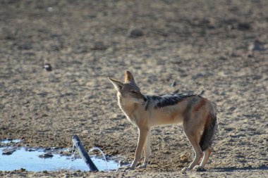 Ormandaki vahşi geyik