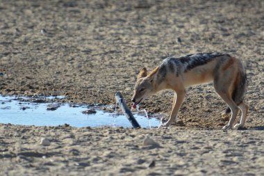 Kurt çölün ortasında suyu yiyor..