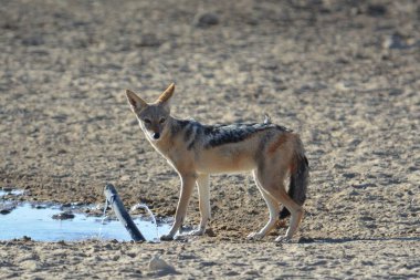 Çöldeki genç vahşi kurt