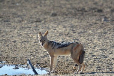 Ormandaki genç yaban domuzu
