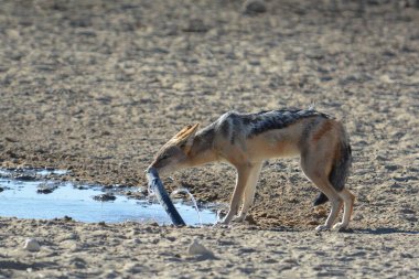Vahşi bir kurt su içiyor.