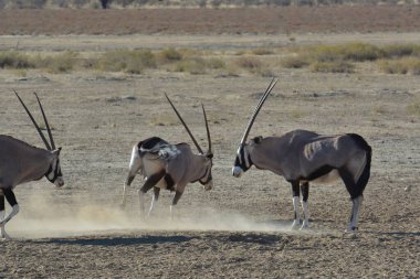 Namibya bozkırında bir grup vahşi zebra.