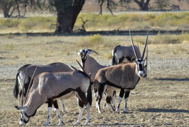 Bir grup zebra, savanadaki hayvanlar.