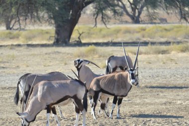 Afrika savanındaki vahşi hayvanlar.