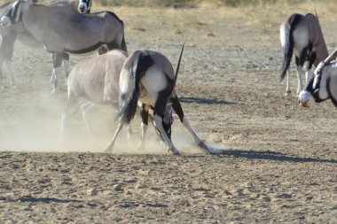 Yaz aylarında Utah çölde vahşi atlar