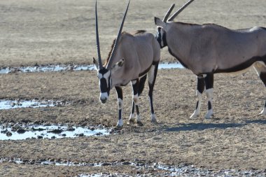 Beyaz ve siyah bir ceylanın yakın plan çekimi.