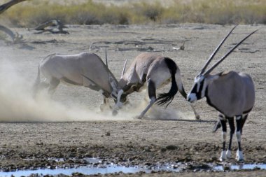 Etoşa Ulusal Parkı 'nda Afrika zebraları
