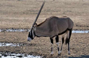 Çölde yürüyen zebra