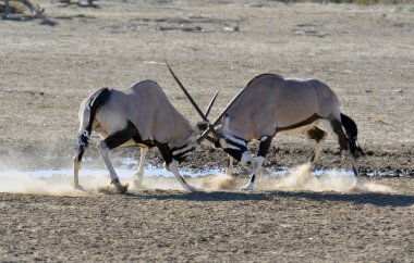Beyaz antiloplar (Afrika antilopları) ve diğer Afrikalı sütyenler bir transfellin ortasında Afrika çölünün kumlarında