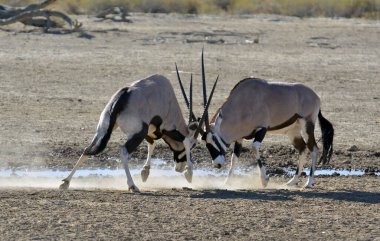 Çöldeki vahşi hayvanlar