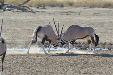Çölde savaşan bir çift vahşi zebra.