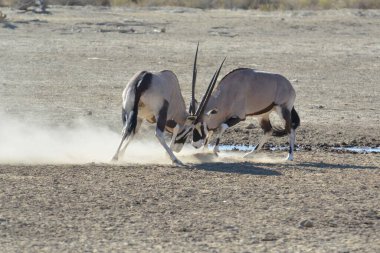 Çölde bir at sürüsü