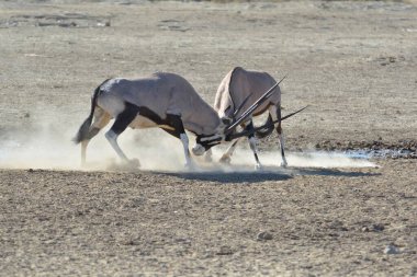 Çölde bir at sürüsü