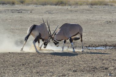 Afrikalı vahşi zebra, etosha