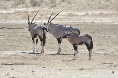 Afrika bozkırlarındaki en lezzetli antilop sürüsü.