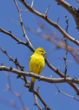 Ağacın dalındaki kuş
